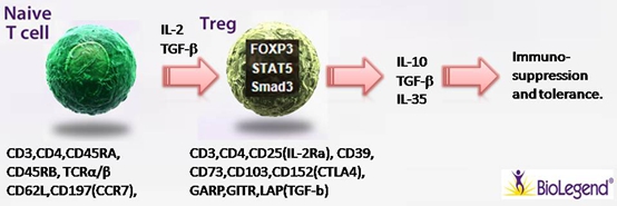 Na?ve T cell 細胞極化之Treg Na?ve T cell 細胞極化之Treg